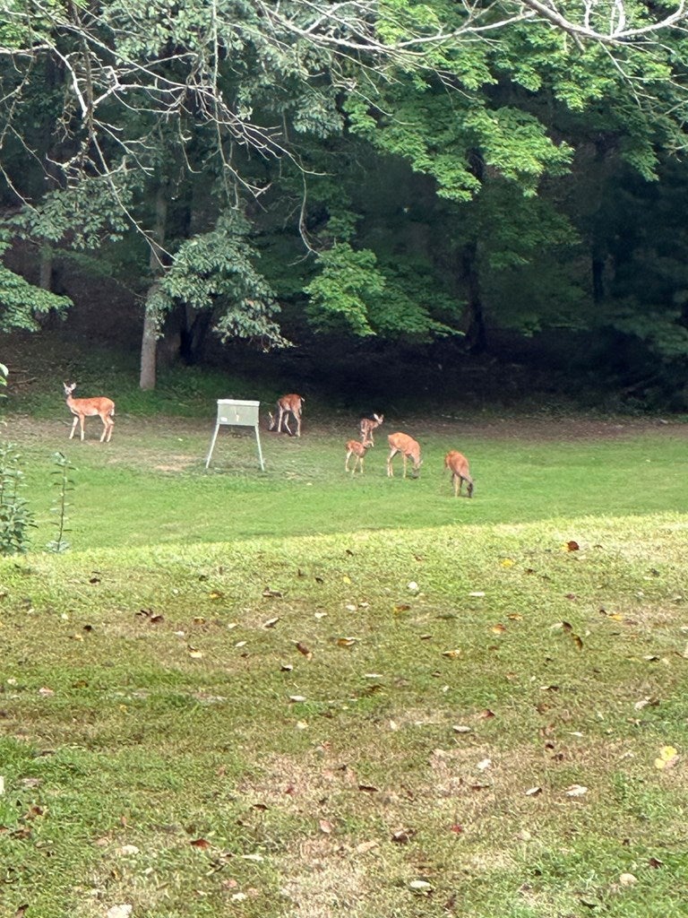Warne, North Carolina, 28909, United States, 5 Bedrooms Bedrooms, ,6 BathroomsBathrooms,Residential,Active,1968111