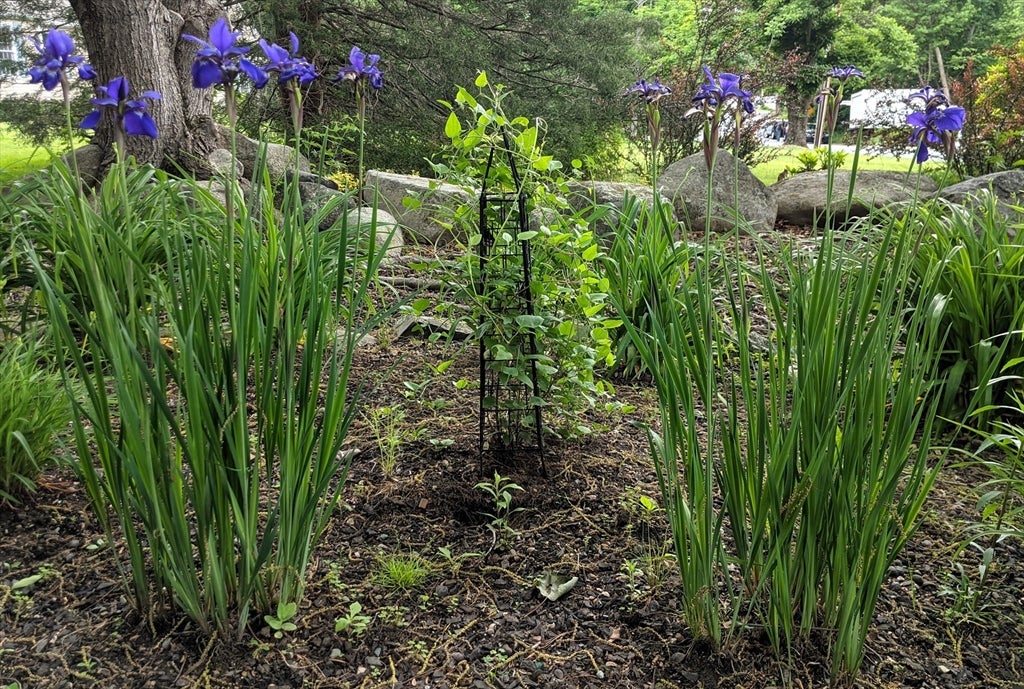 Shrewsbury, Massachusetts, 01545, United States, 4 Bedrooms Bedrooms, ,5 BathroomsBathrooms,Residential,Active,1968373