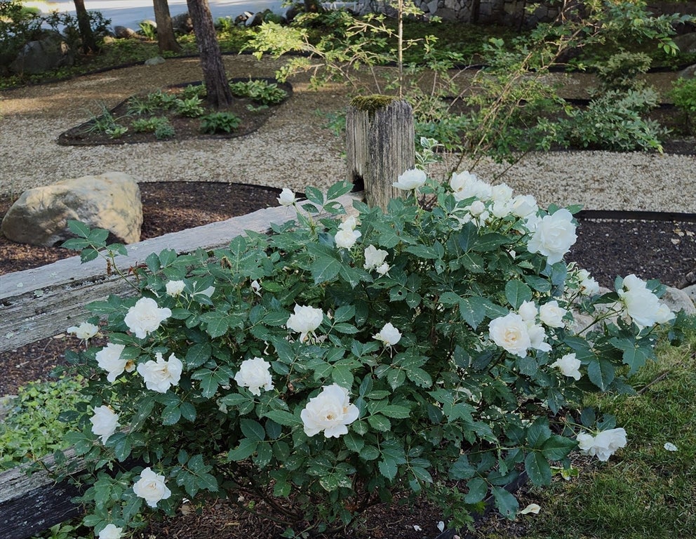 Shrewsbury, Massachusetts, 01545, United States, 4 Bedrooms Bedrooms, ,5 BathroomsBathrooms,Residential,Active,1968373