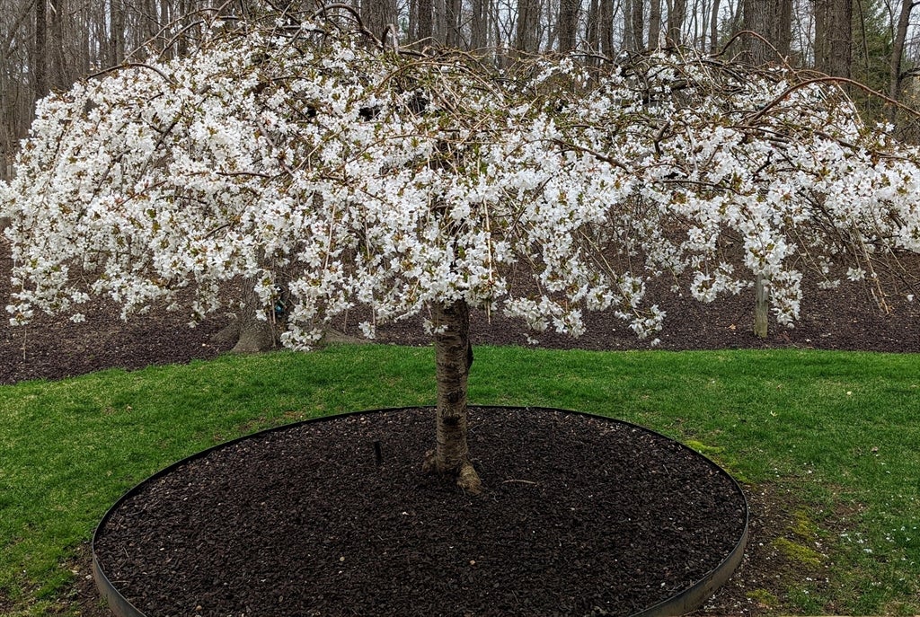 Shrewsbury, Massachusetts, 01545, United States, 4 Bedrooms Bedrooms, ,5 BathroomsBathrooms,Residential,Active,1968373