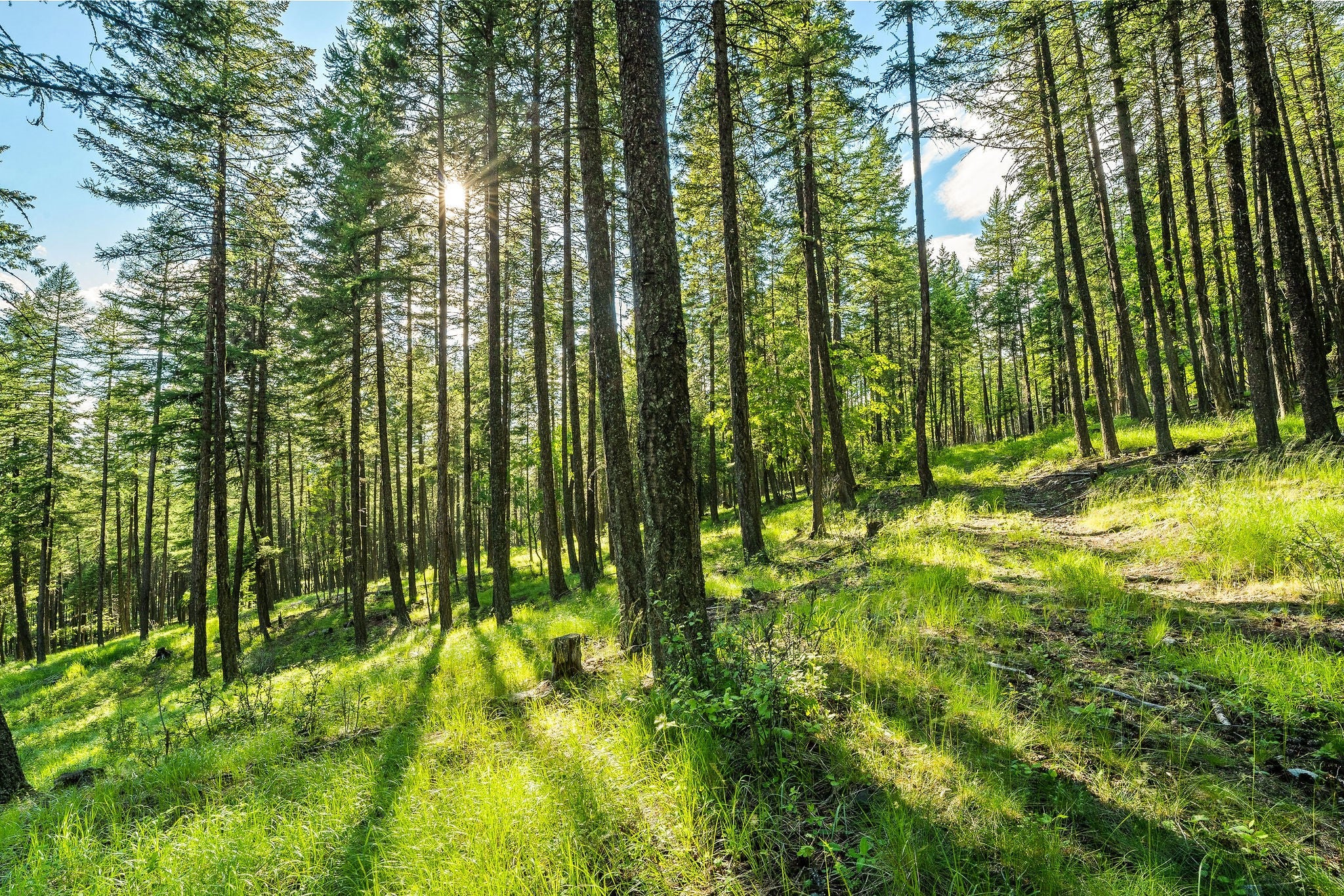 Whitefish, Montana, 59937, United States, ,9 BathroomsBathrooms,Residential,Active,1769536