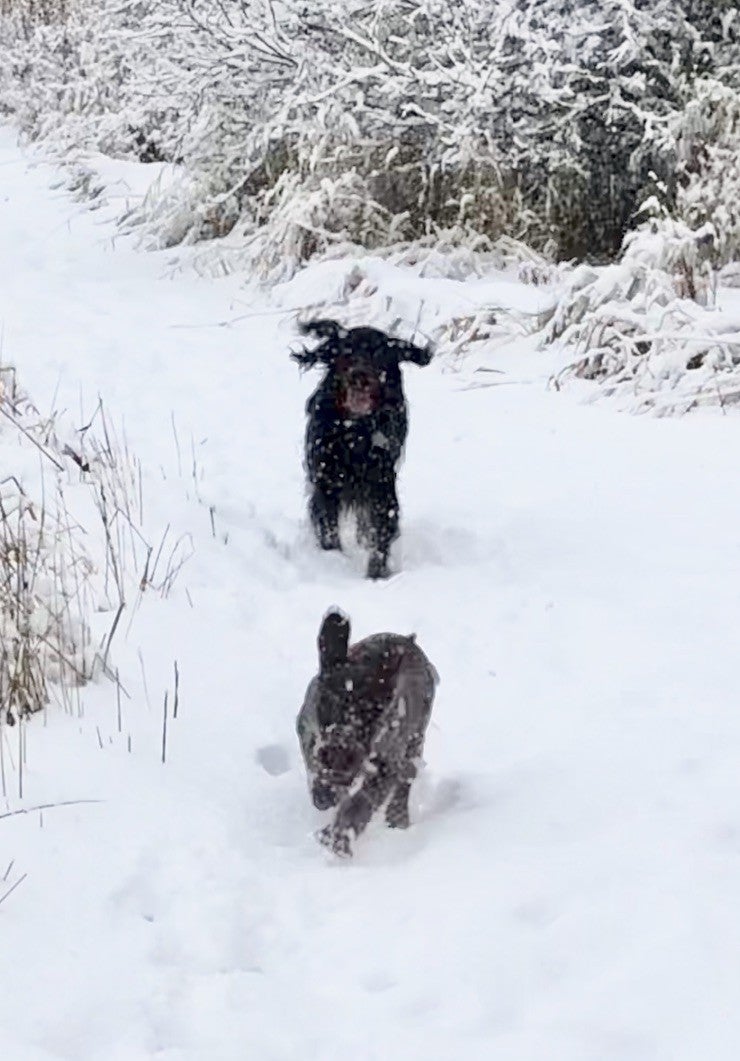 Columbia Falls, Montana, 59912, United States, ,3 BathroomsBathrooms,Residential,Active,1841309