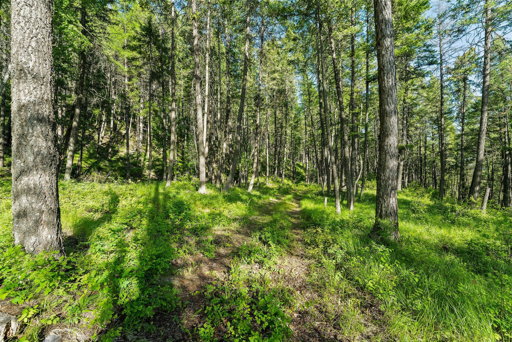 Whitefish, Montana, 59937, United States, ,9 BathroomsBathrooms,Residential,Active,1769536