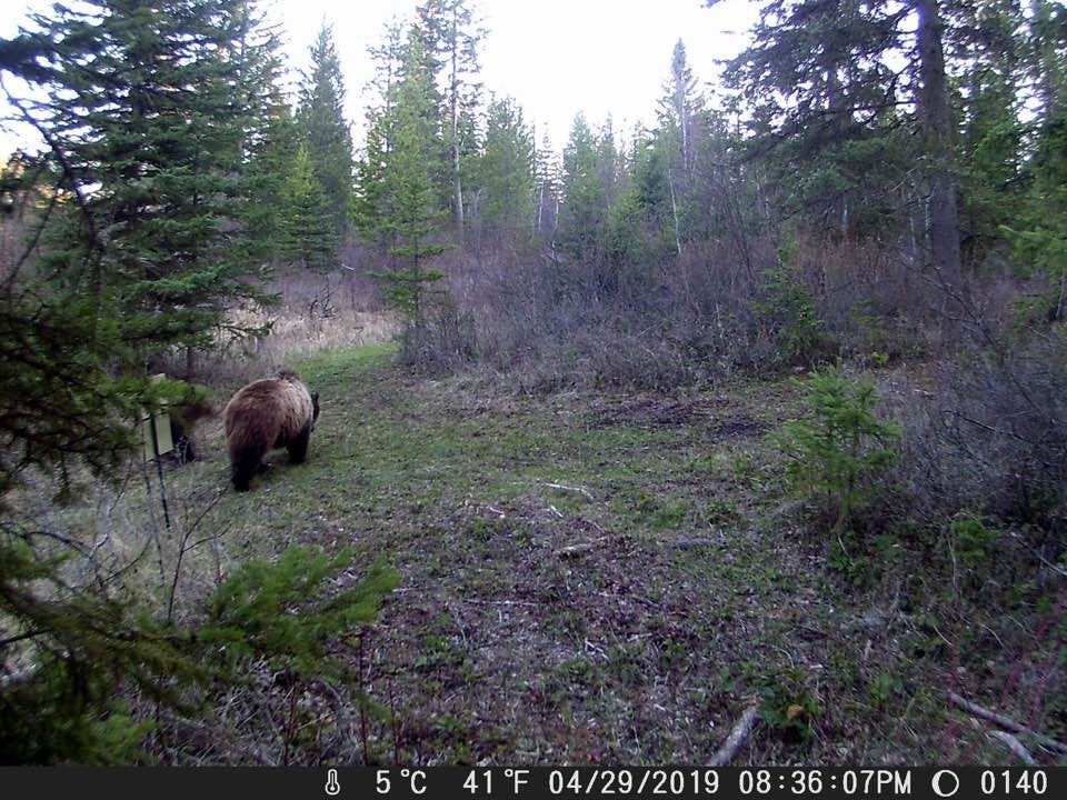 Columbia Falls, Montana, 59912, United States, ,3 BathroomsBathrooms,Residential,Active,1841309