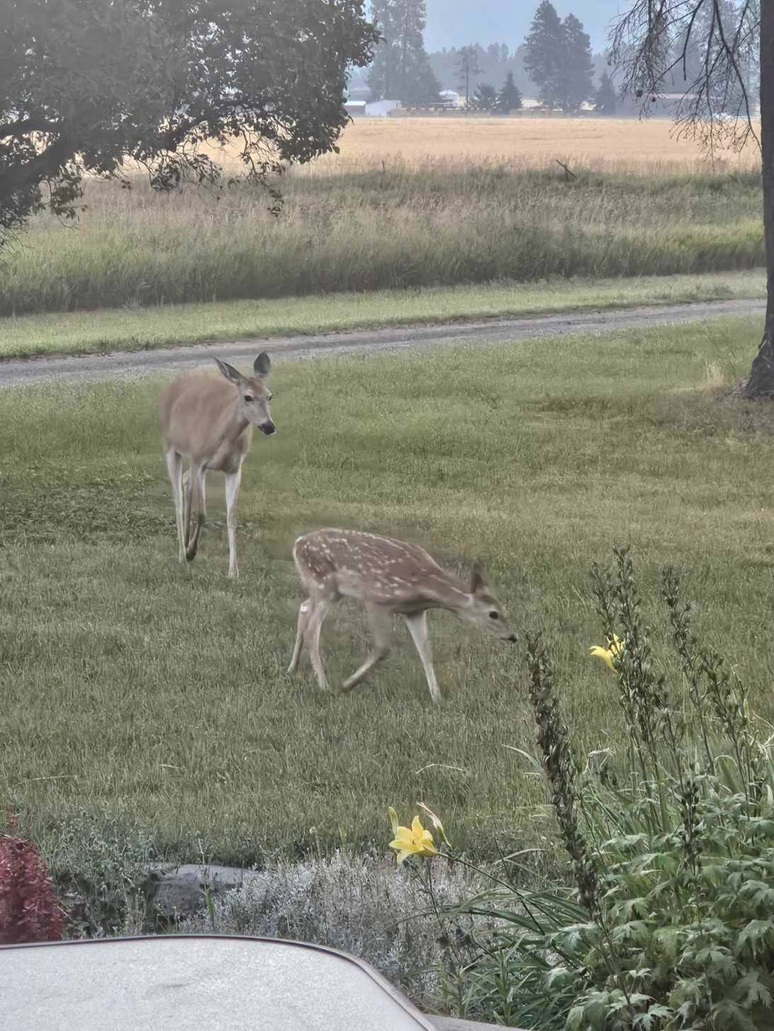 Columbia Falls, Montana, 59912, United States, 5 Bedrooms Bedrooms, ,3 BathroomsBathrooms,Residential,Active,1986898