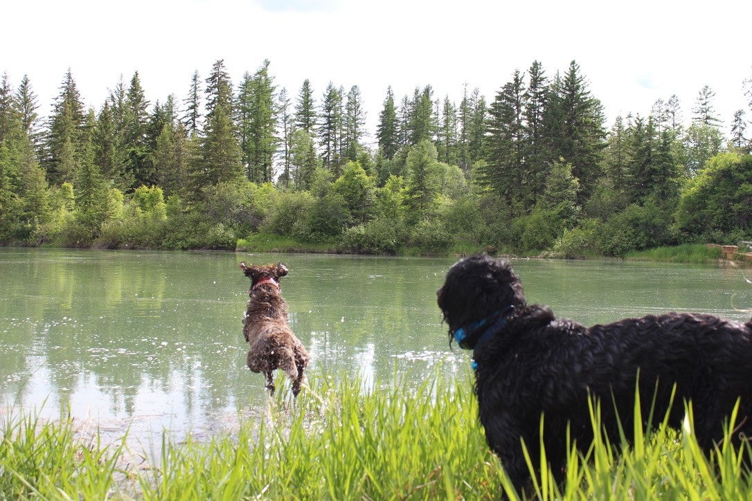 Columbia Falls, Montana, 59912, United States, ,3 BathroomsBathrooms,Residential,Active,1841309