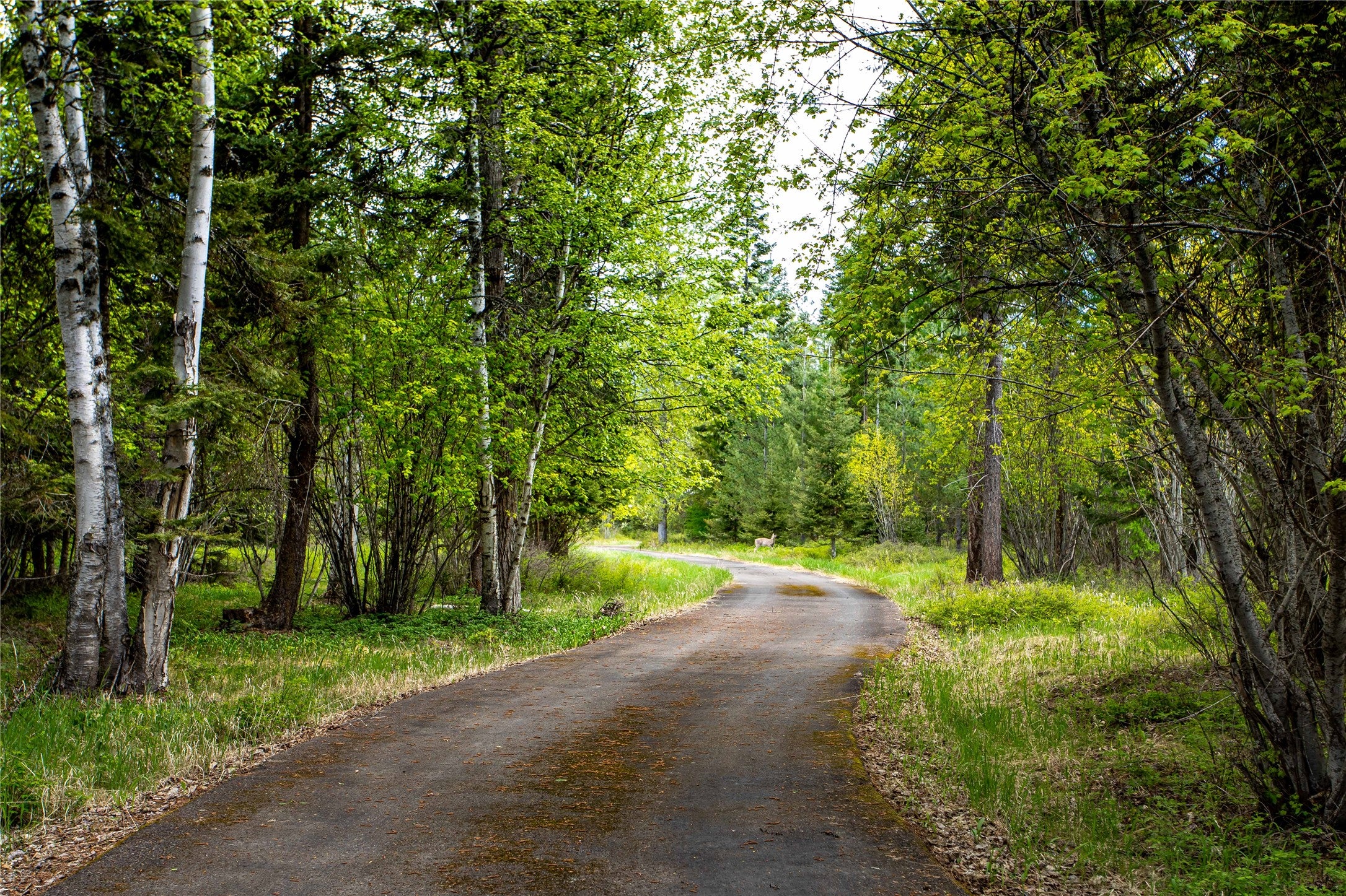 Whitefish, Montana, 59937, United States, 3 Bedrooms Bedrooms, ,4 BathroomsBathrooms,Residential,Active,1828694