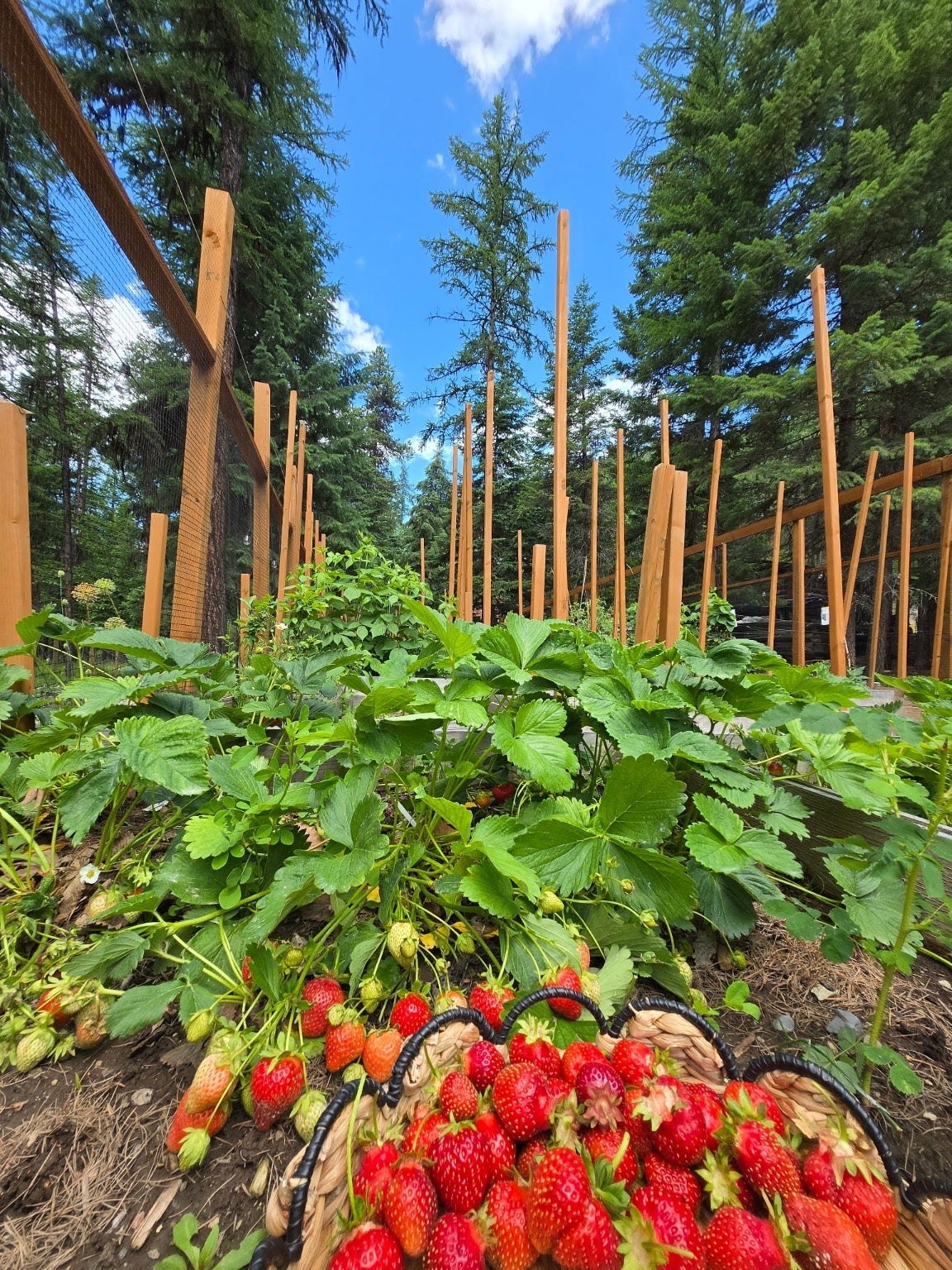 Whitefish, Montana, 59937, United States, 4 Bedrooms Bedrooms, ,3 BathroomsBathrooms,Residential,Active,1889340