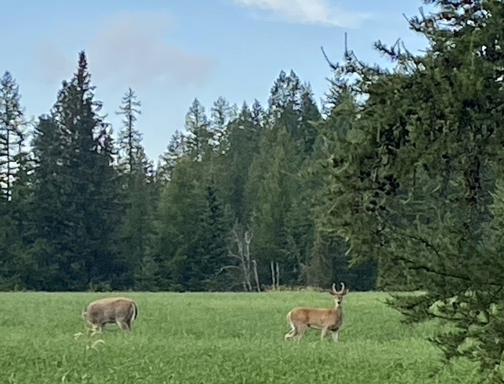 Columbia Falls, Montana, 59912, United States, ,3 BathroomsBathrooms,Residential,Active,1841309