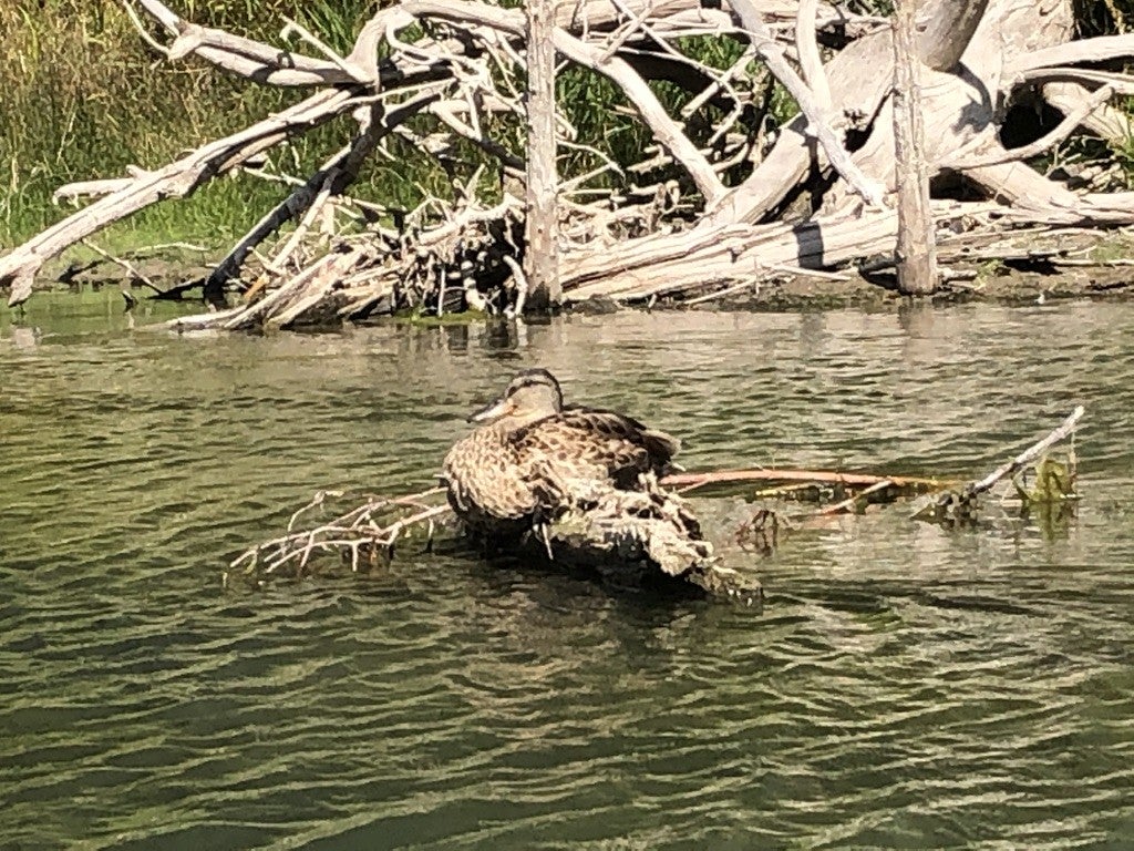 Columbia Falls, Montana, 59912, United States, ,3 BathroomsBathrooms,Residential,Active,1841309