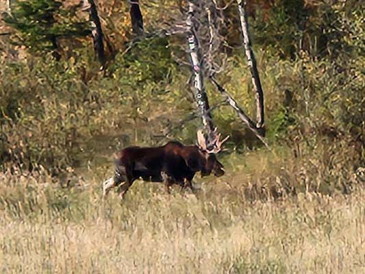 NHN CHESTNUT ROAD, BOZEMAN, MT 59715 - Image 1