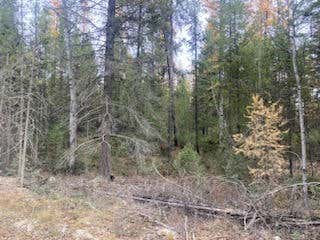 NHN BOOTJACK LAKE ROAD, WHITEFISH, MT 59937 - Image 1