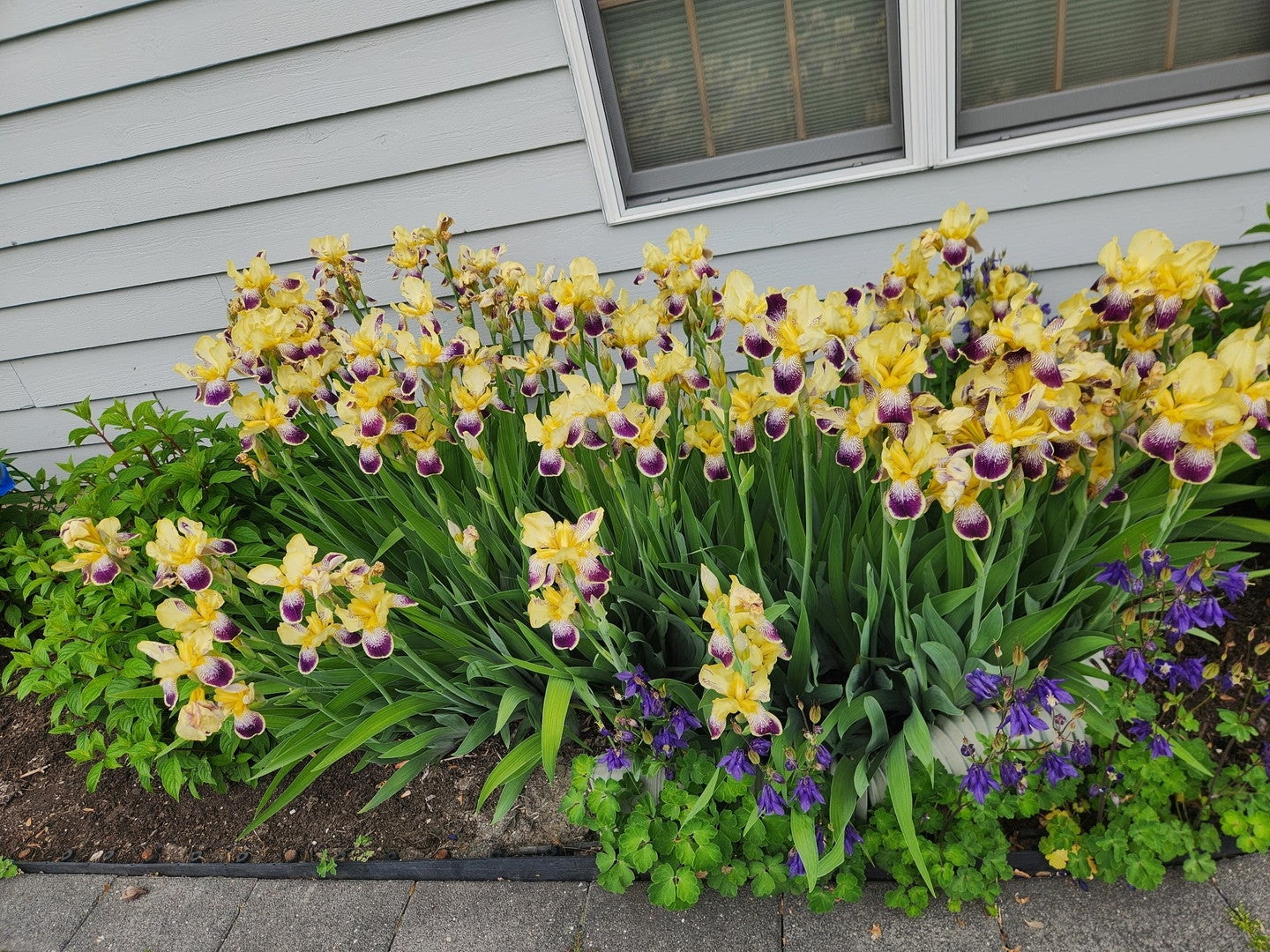 Buffalo Grove, Illinois, 60089, United States, 5 Bedrooms Bedrooms, ,4 BathroomsBathrooms,Residential,Active,2007181