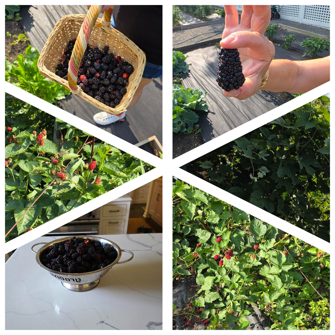 Barrington Hills, Illinois, 60010, United States, 6 Bedrooms Bedrooms, ,5 BathroomsBathrooms,Residential,Active,1987275