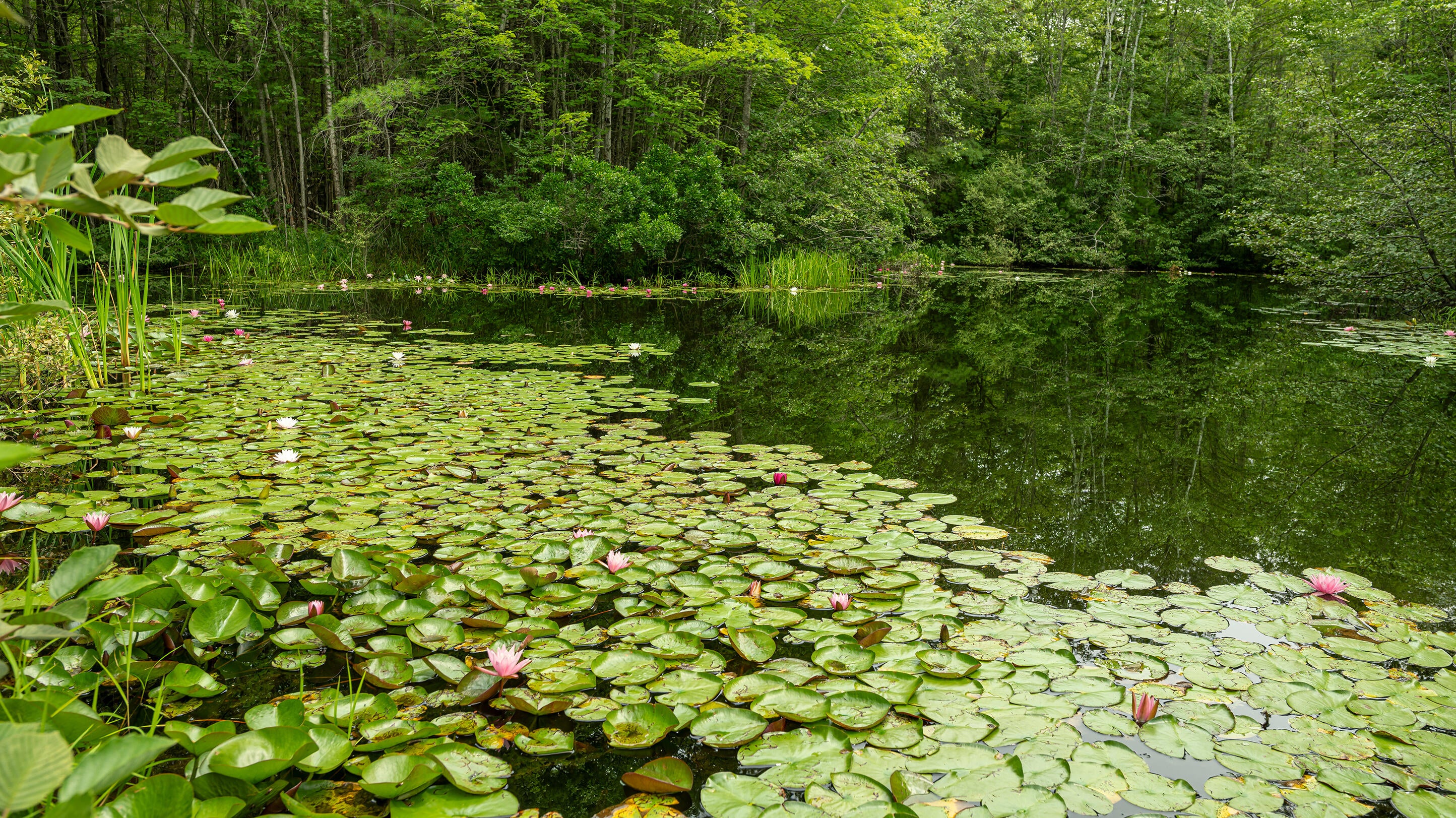 Cape Elizabeth, Maine, 04107, United States, 6 Bedrooms Bedrooms, ,10 BathroomsBathrooms,Residential,Active,1953996