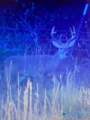 64 ACRES COUNTY ROAD 463, SECTION, AL 35771, photo 5 of 7