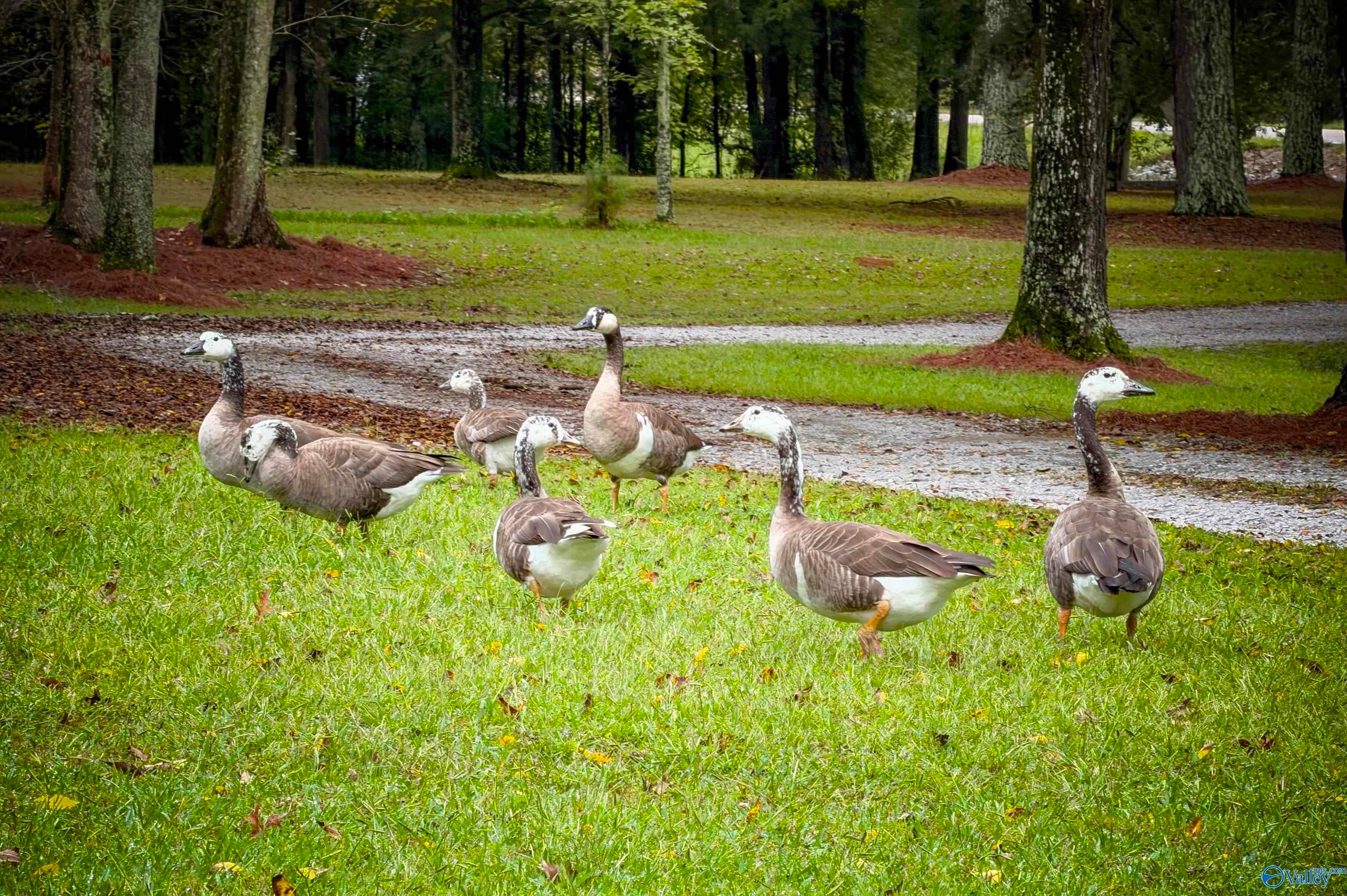 Decatur, Alabama, 35603, United States, 5 Bedrooms Bedrooms, ,5 BathroomsBathrooms,Residential,Active,1972133