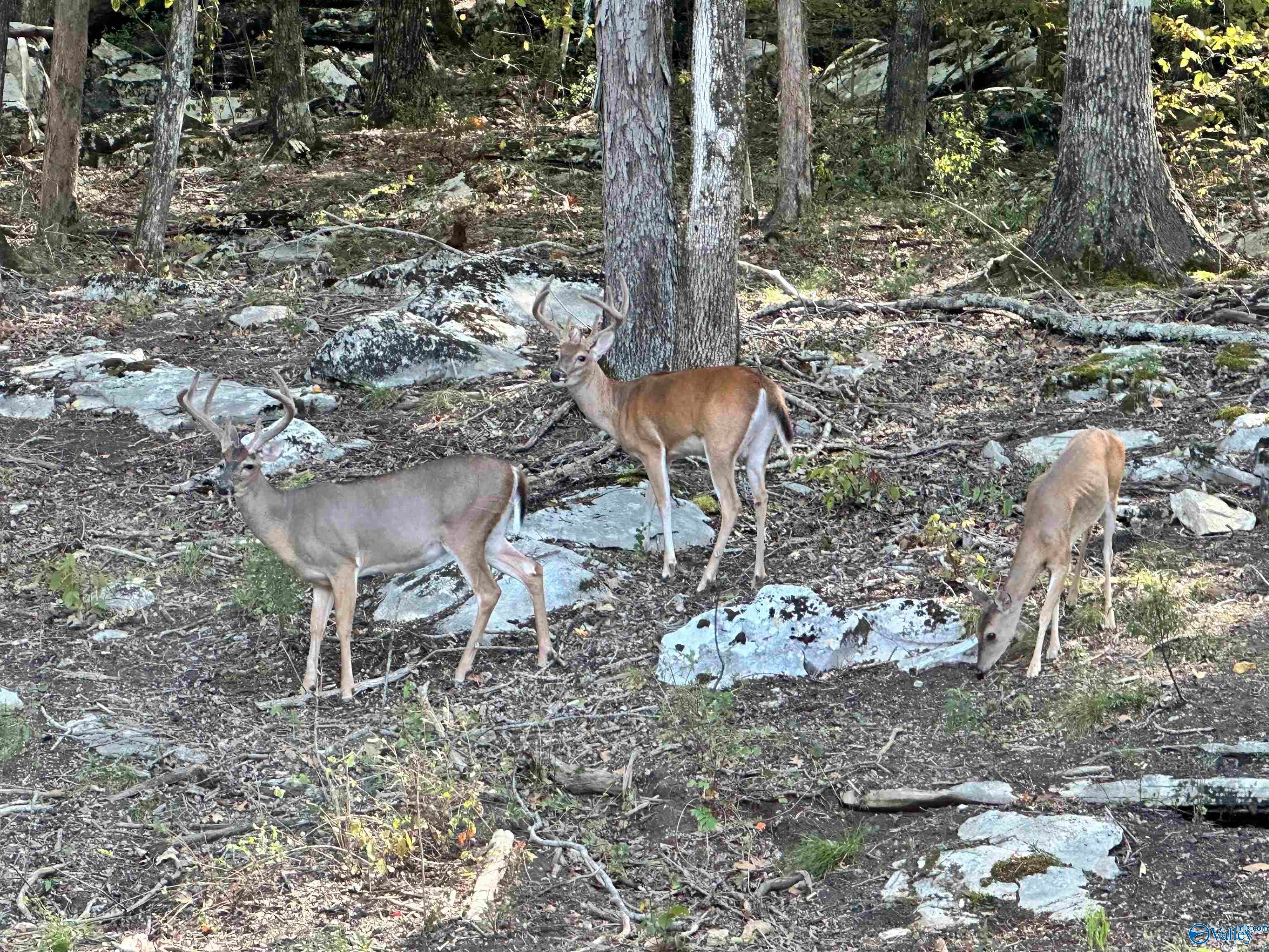 Huntsville, Alabama, 35803, United States, 4 Bedrooms Bedrooms, ,4 BathroomsBathrooms,Residential,Active,1996296