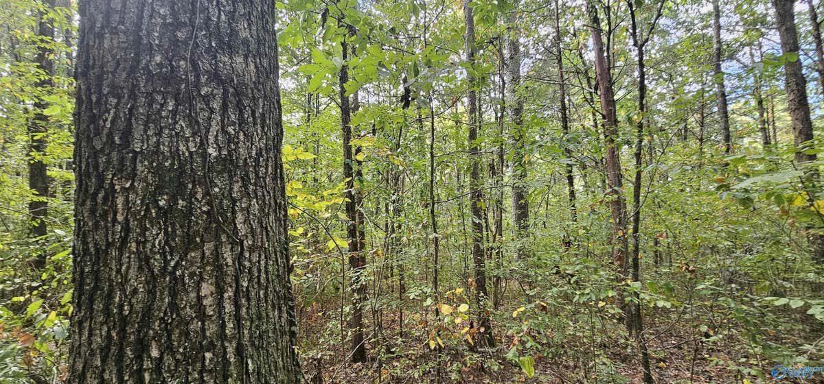 7.82 +/- ACRES N ALABAMA HIGHWAY 79, SCOTTSBORO, AL 35768, photo 1 of 45