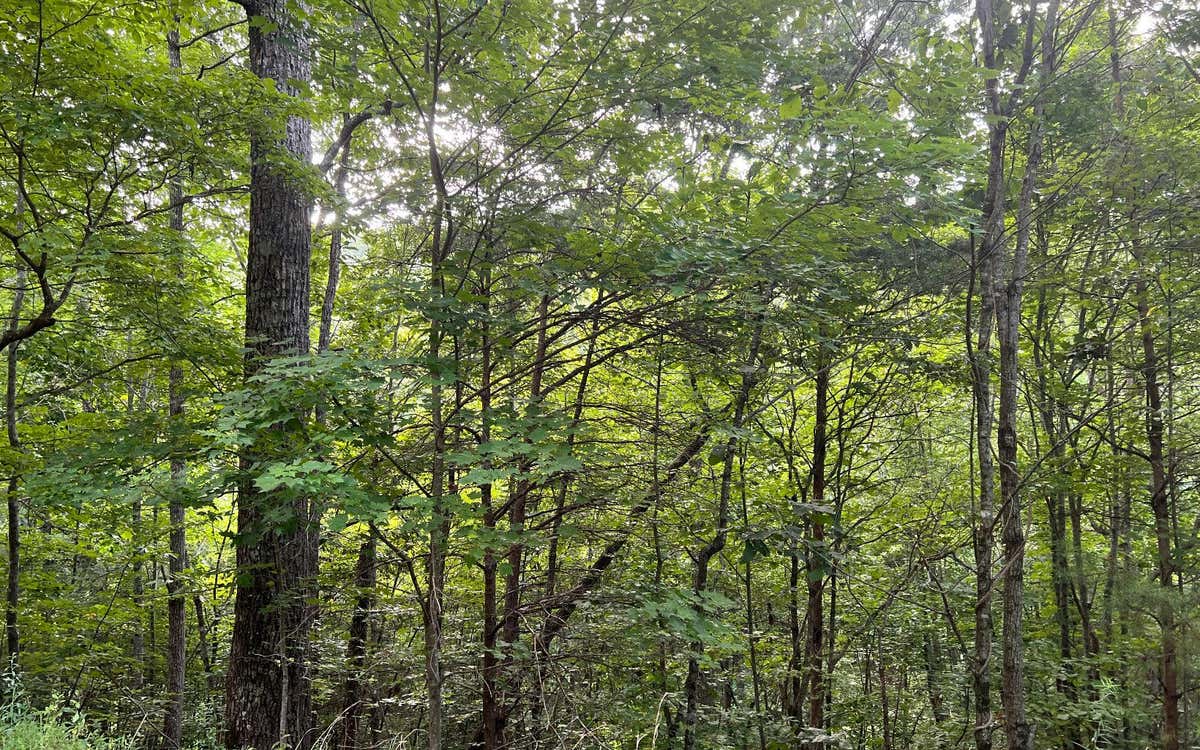 LT 13 THE PRESERVE AT BEACH MOUNTAIN, BRASSTOWN, NC 28902, photo 1 of 18