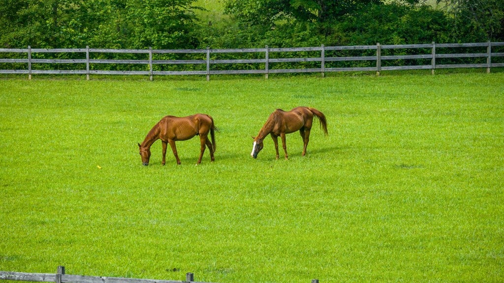 Blue Ridge, Georgia, 30513, United States, 3 Bedrooms Bedrooms, ,4 BathroomsBathrooms,Residential,Active,2008330