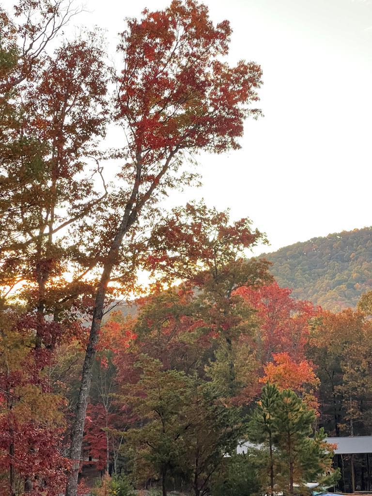 Morganton, Georgia, 30560, United States, 4 Bedrooms Bedrooms, ,4 BathroomsBathrooms,Residential,Active,1844261