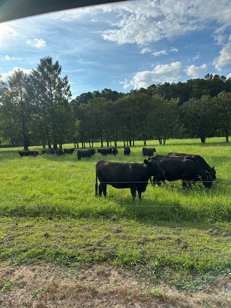 Warne, North Carolina, 28909, United States, 5 Bedrooms Bedrooms, ,6 BathroomsBathrooms,Residential,Active,1968121