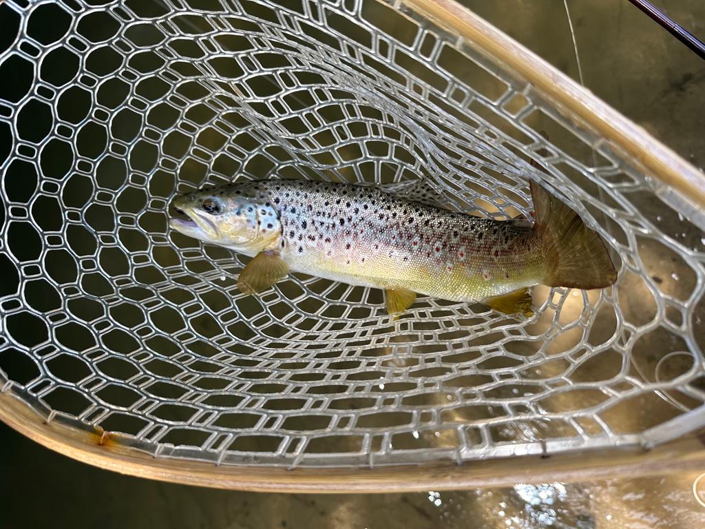 Ellijay, Georgia, 30536, United States, 3 Bedrooms Bedrooms, ,4 BathroomsBathrooms,Residential,Active,1968120