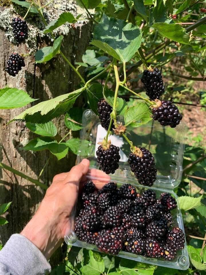 Cherry Log, Georgia, 30522, United States, 4 Bedrooms Bedrooms, ,5 BathroomsBathrooms,Residential,Active,1959948