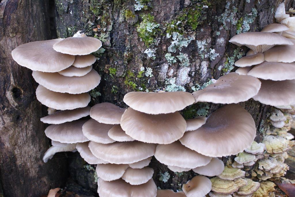 Cherry Log, Georgia, 30522, United States, 4 Bedrooms Bedrooms, ,5 BathroomsBathrooms,Residential,Active,1959948