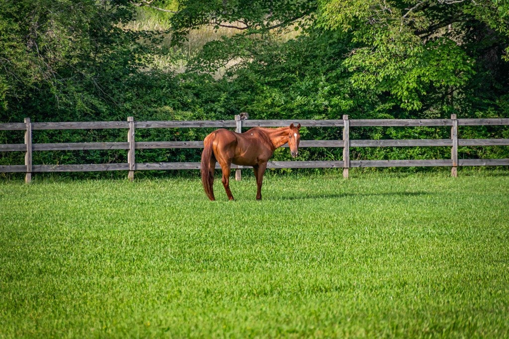 Blue Ridge, Georgia, 30513, United States, 3 Bedrooms Bedrooms, ,4 BathroomsBathrooms,Residential,Active,2008330
