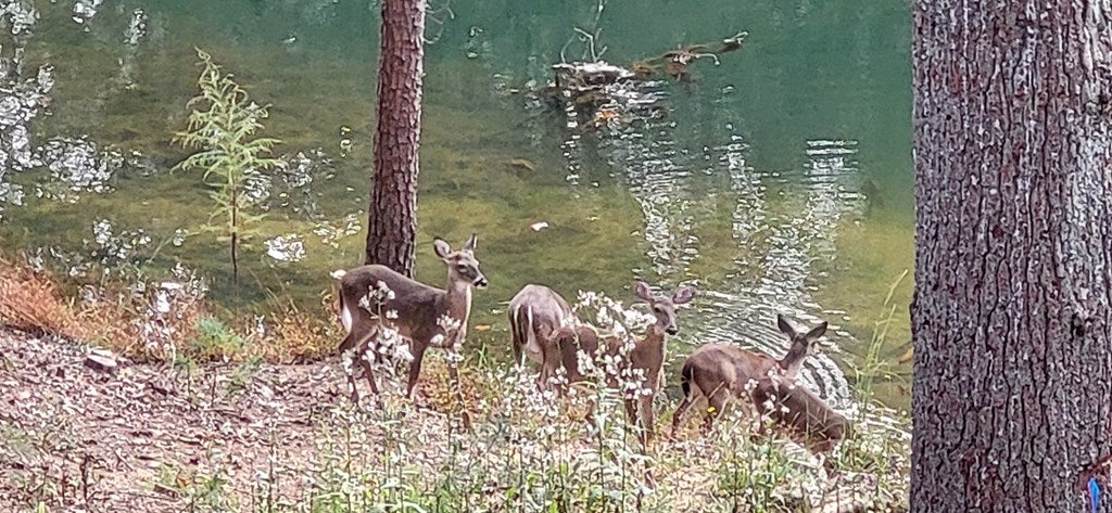 Ellijay, Georgia, 30540, United States, 4 Bedrooms Bedrooms, ,3 BathroomsBathrooms,Residential,Active,1971005