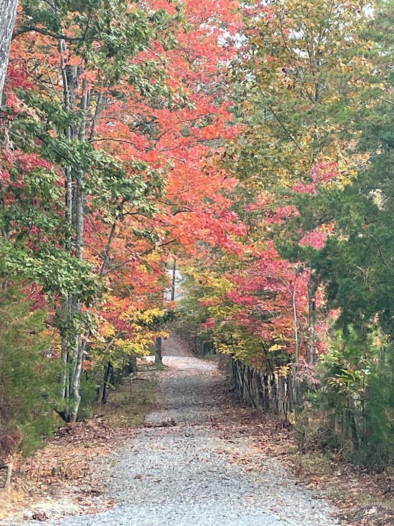 Morganton, Georgia, 30560, United States, 4 Bedrooms Bedrooms, ,4 BathroomsBathrooms,Residential,Active,1844261