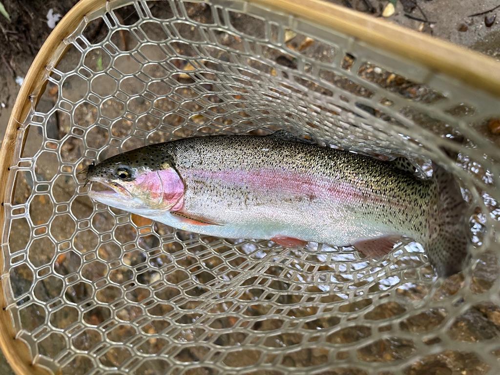 Ellijay, Georgia, 30536, United States, 3 Bedrooms Bedrooms, ,4 BathroomsBathrooms,Residential,Active,1968120