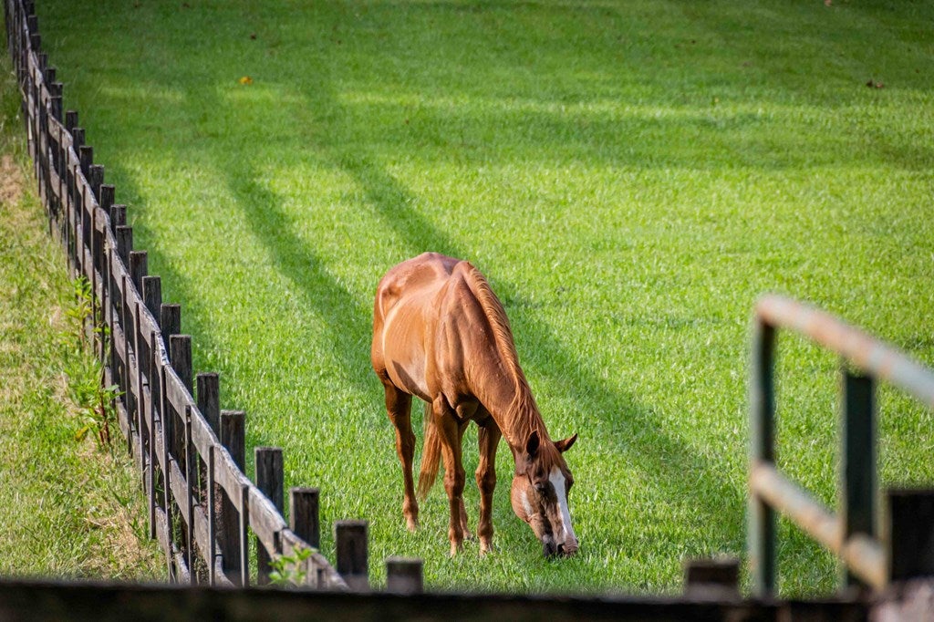 Blue Ridge, Georgia, 30513, United States, 3 Bedrooms Bedrooms, ,4 BathroomsBathrooms,Residential,Active,2008330