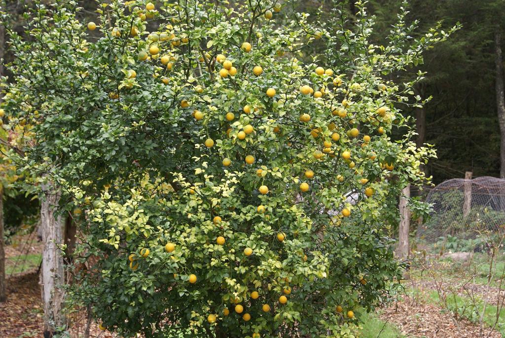 Cherry Log, Georgia, 30522, United States, 4 Bedrooms Bedrooms, ,5 BathroomsBathrooms,Residential,Active,1959948