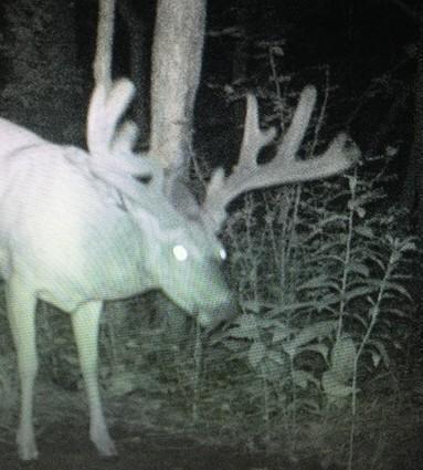 Rochester, Minnesota, 55902, United States, 5 Bedrooms Bedrooms, ,3 BathroomsBathrooms,Residential,Active,1899217