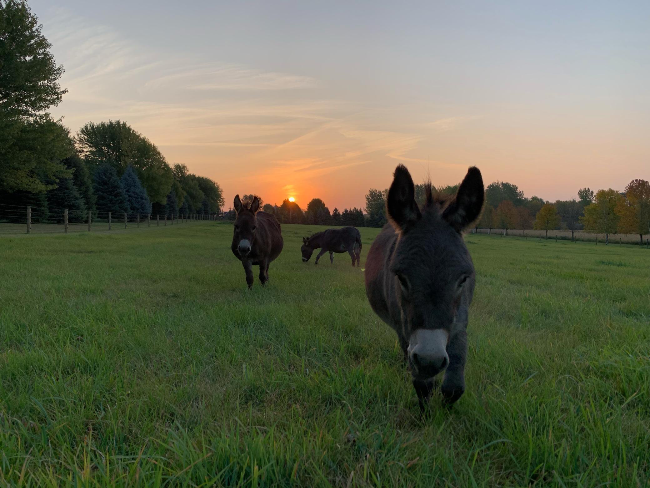 Elko, Minnesota, 55020, United States, 5 Bedrooms Bedrooms, ,5 BathroomsBathrooms,Residential,Active,1942358