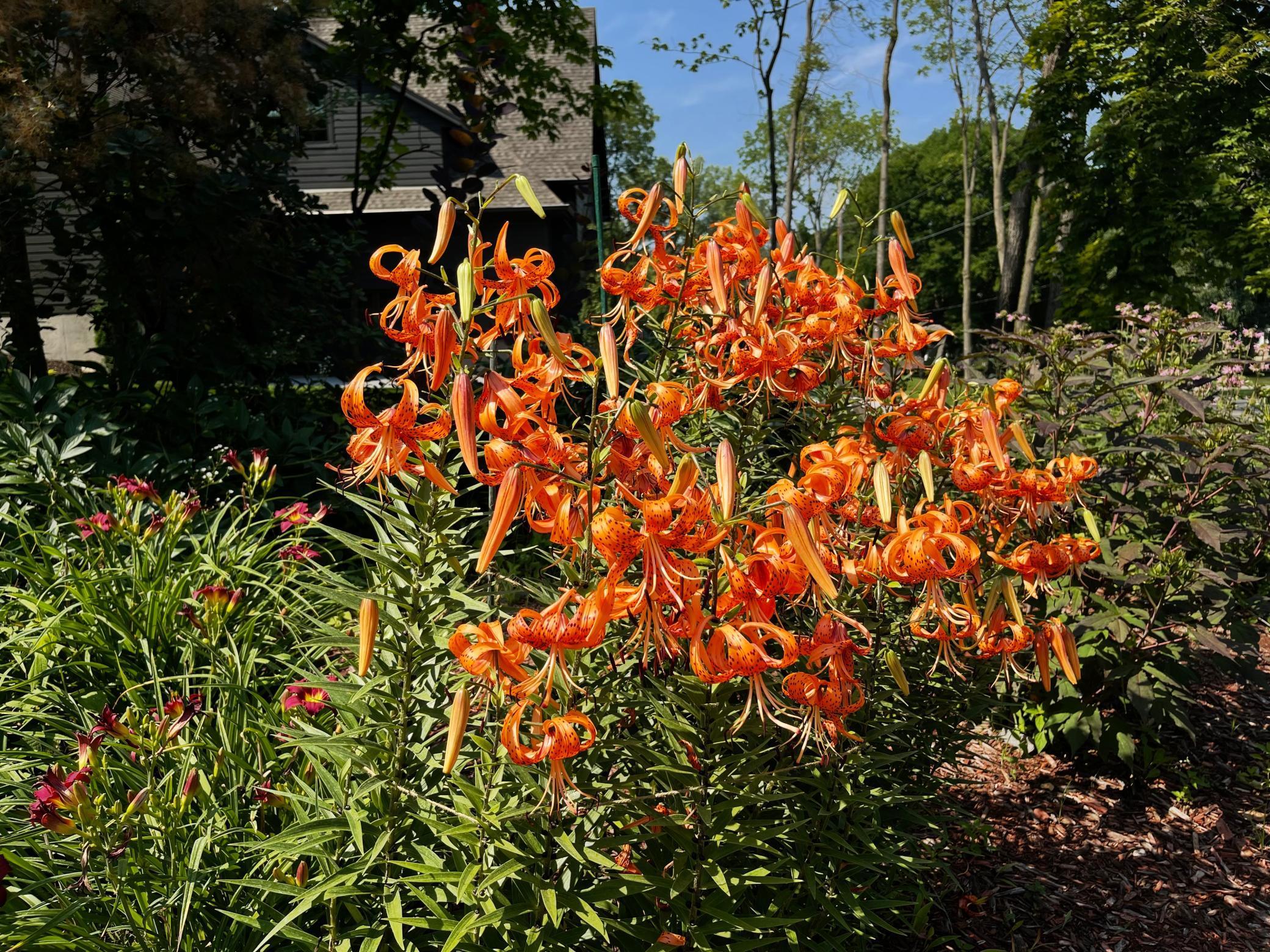 Orono, Minnesota, 55391, United States, 4 Bedrooms Bedrooms, ,3 BathroomsBathrooms,Residential,Active,1999170