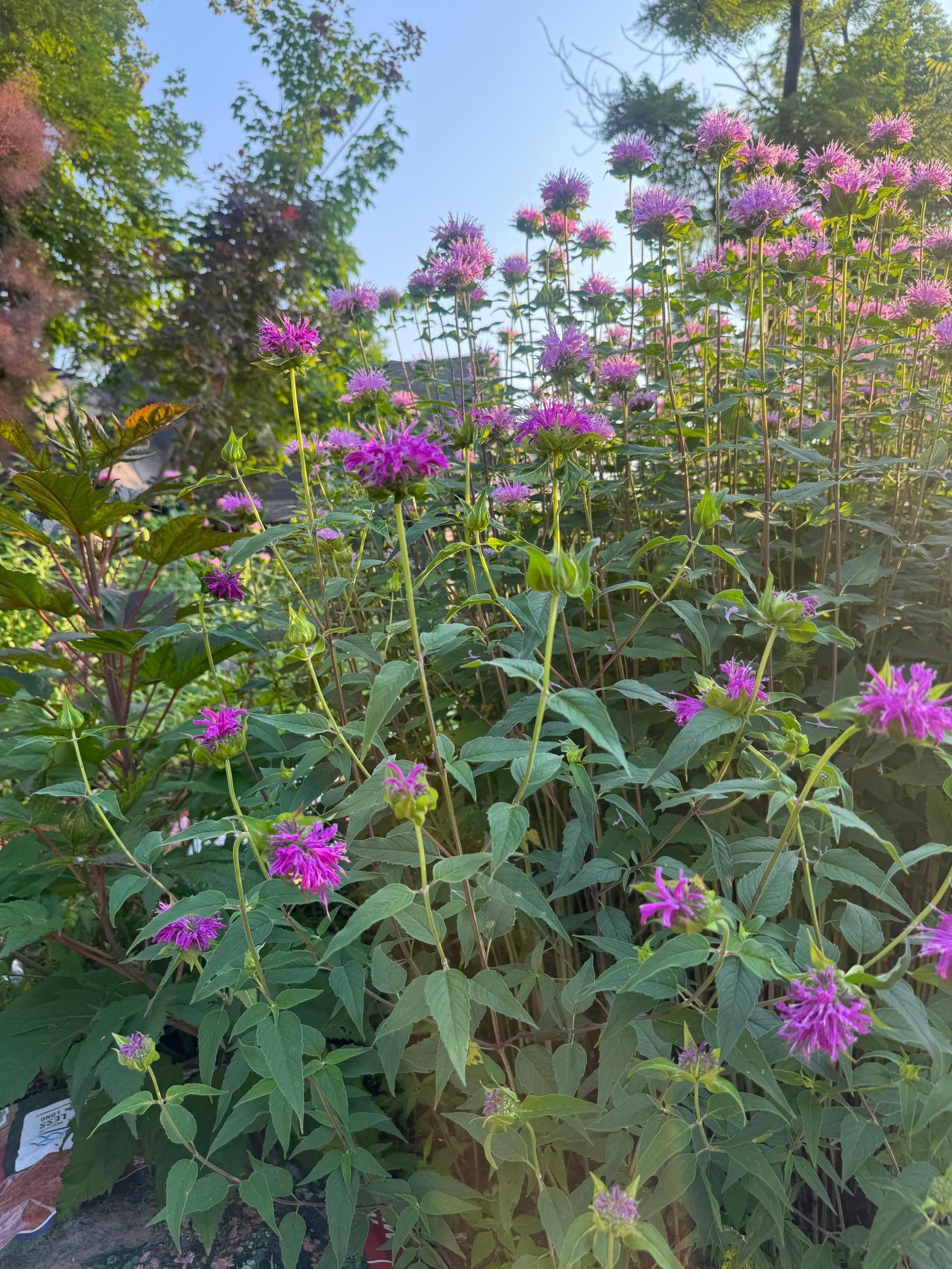 Orono, Minnesota, 55391, United States, 4 Bedrooms Bedrooms, ,3 BathroomsBathrooms,Residential,Active,1999170