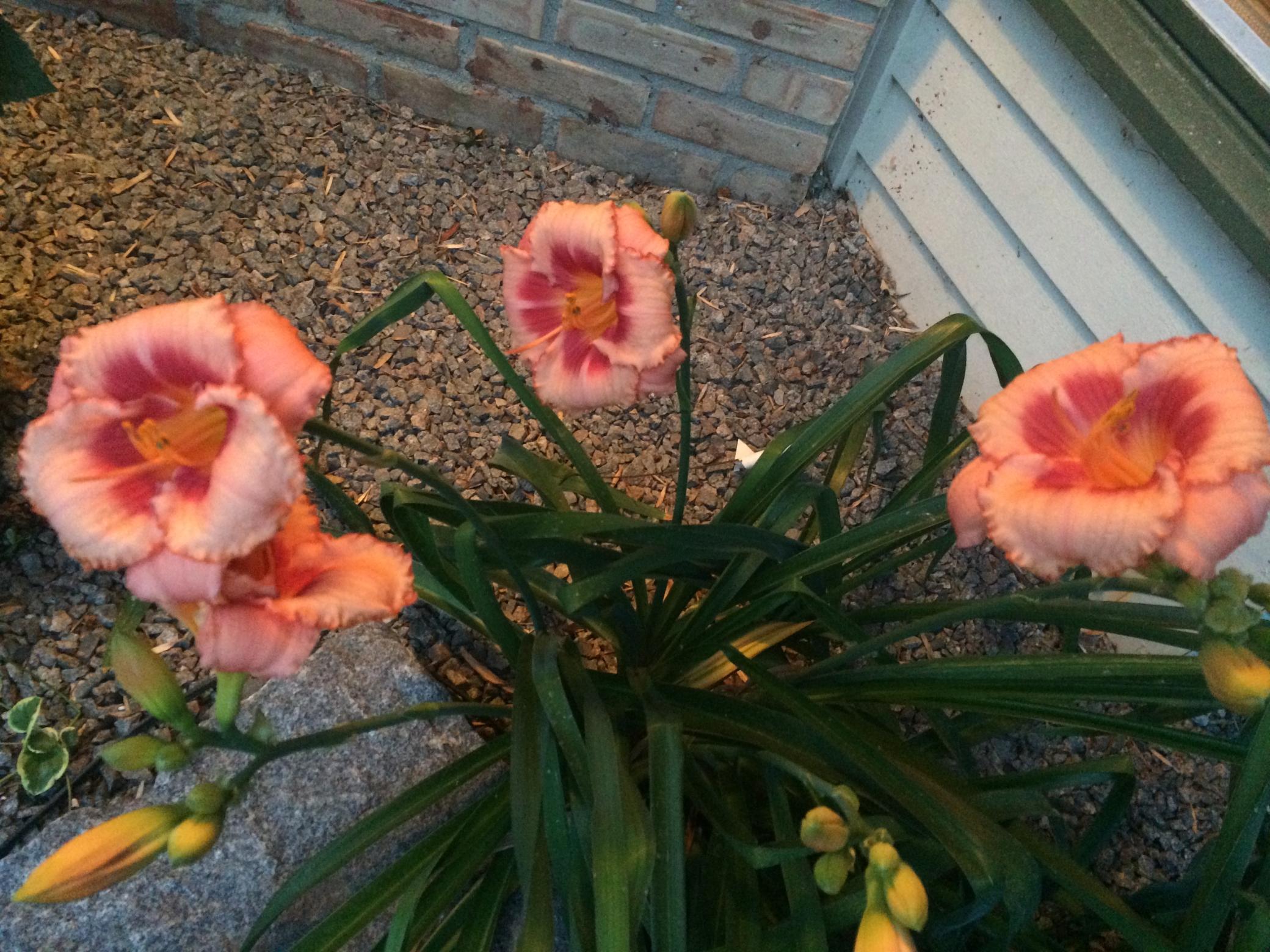 Orono, Minnesota, 55391, United States, 4 Bedrooms Bedrooms, ,3 BathroomsBathrooms,Residential,Active,1999170