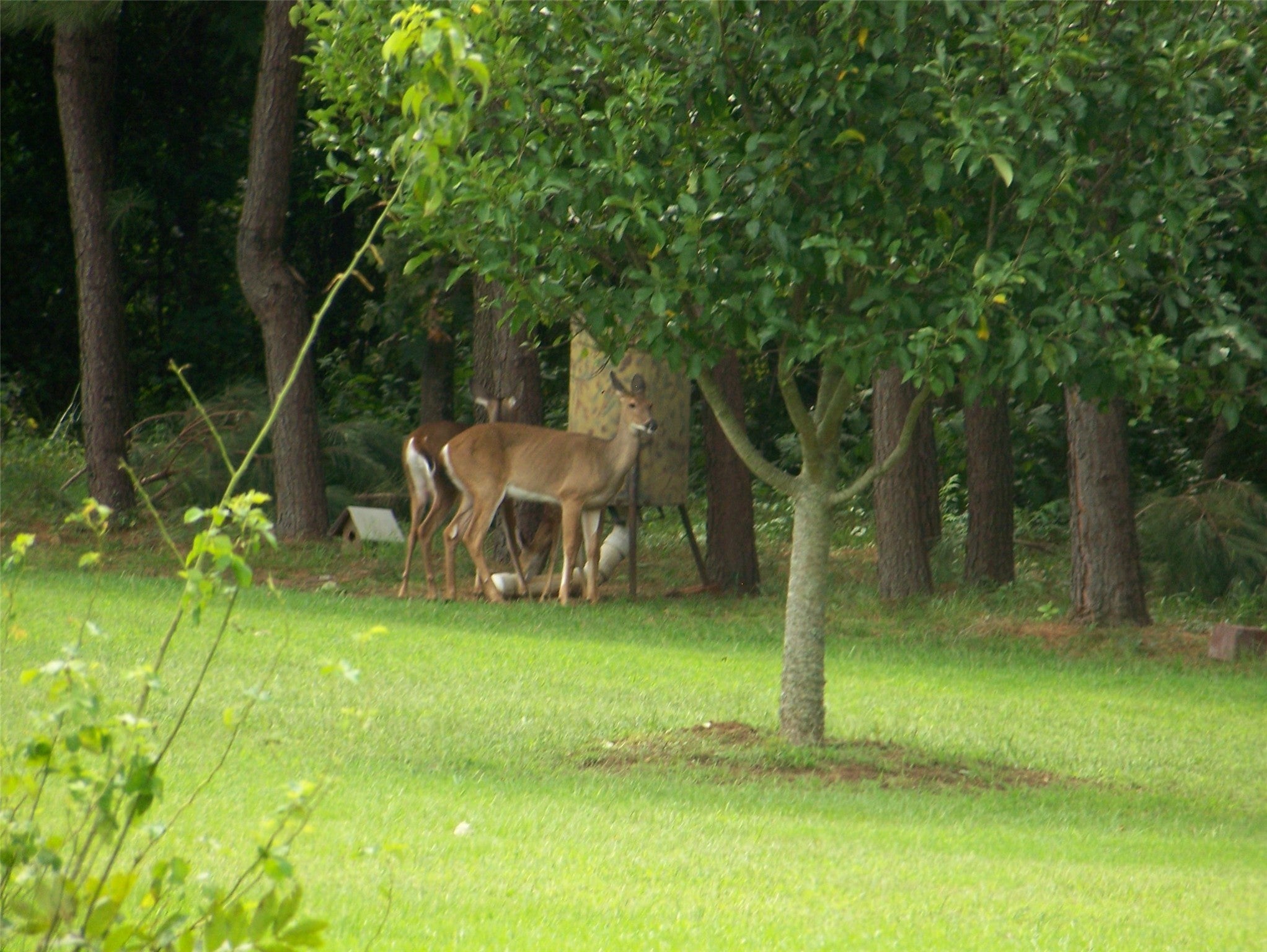 Plain Dealing, Louisiana, 71064, United States, 3 Bedrooms Bedrooms, ,3 BathroomsBathrooms,Residential,Active,1990614
