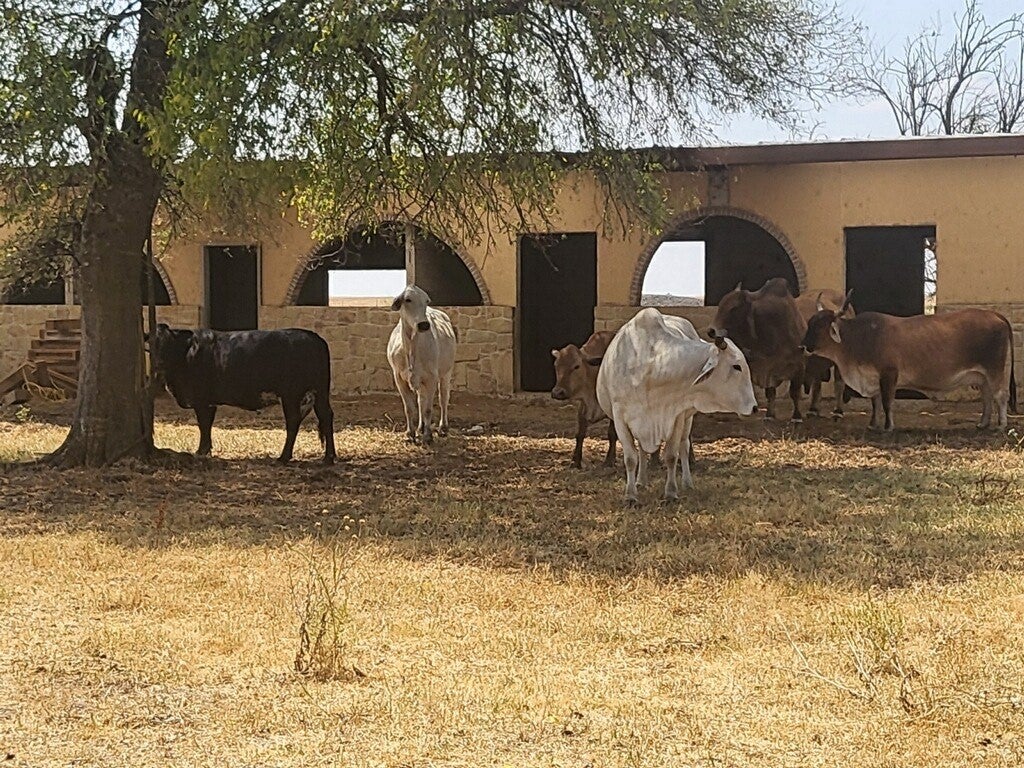 Cleburne, Texas, 76031, United States, ,5 BathroomsBathrooms,Residential,Active,1820498