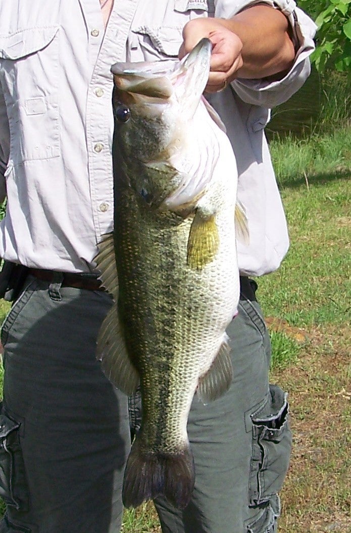 Plain Dealing, Louisiana, 71064, United States, 3 Bedrooms Bedrooms, ,3 BathroomsBathrooms,Residential,Active,1990614