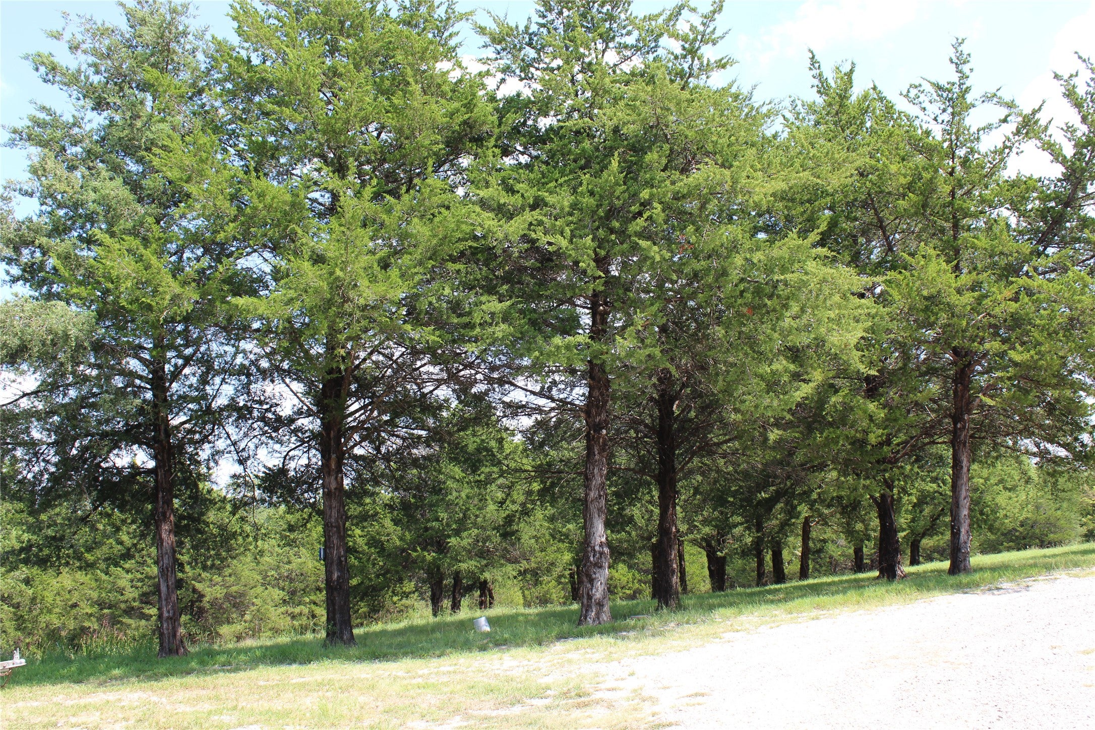 Bonham, Texas, 75418, United States, 9 Bedrooms Bedrooms, ,6 BathroomsBathrooms,Residential,Active,1988719