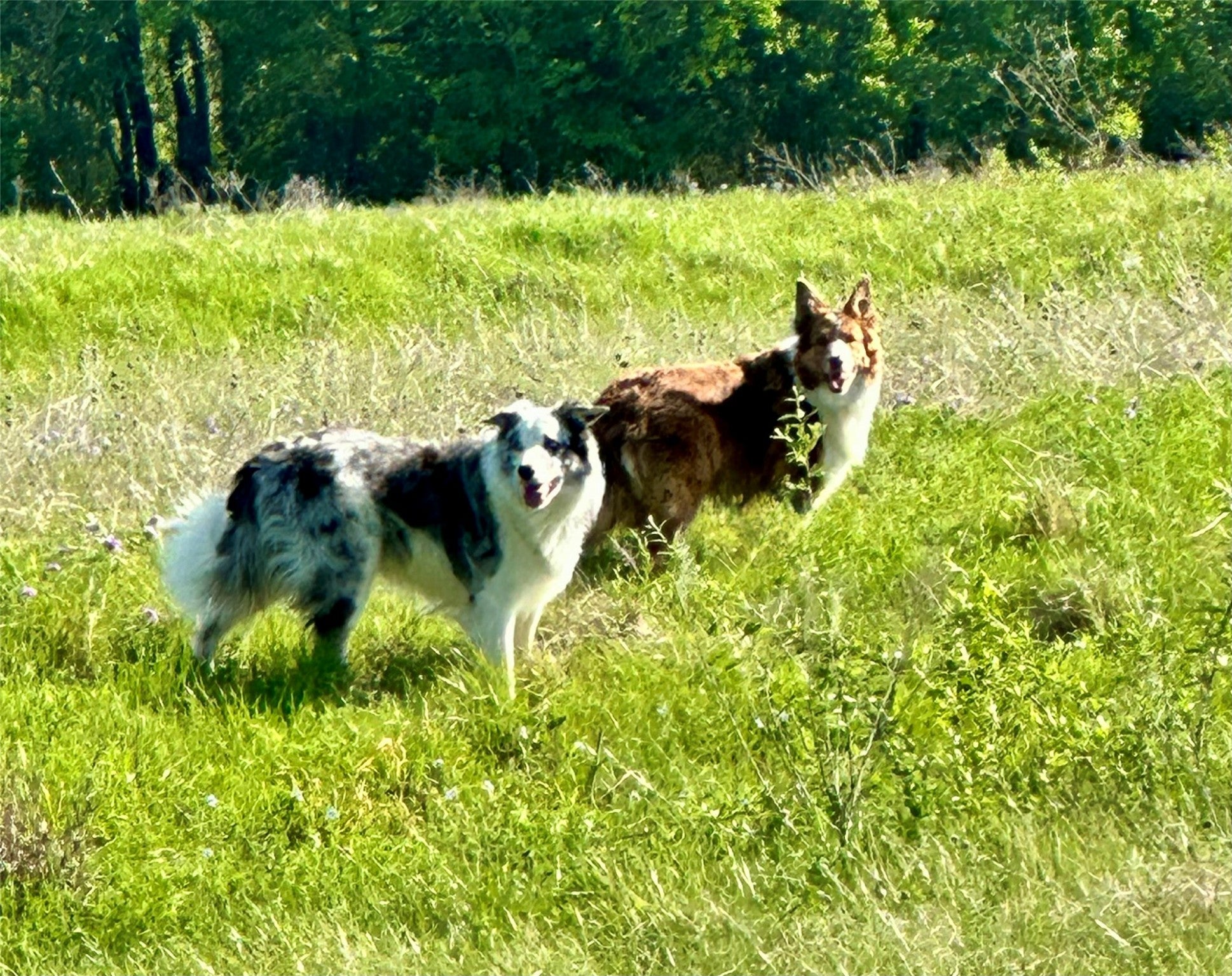 Wylie, Texas, 75098, United States, ,3 BathroomsBathrooms,Residential,Active,1899204