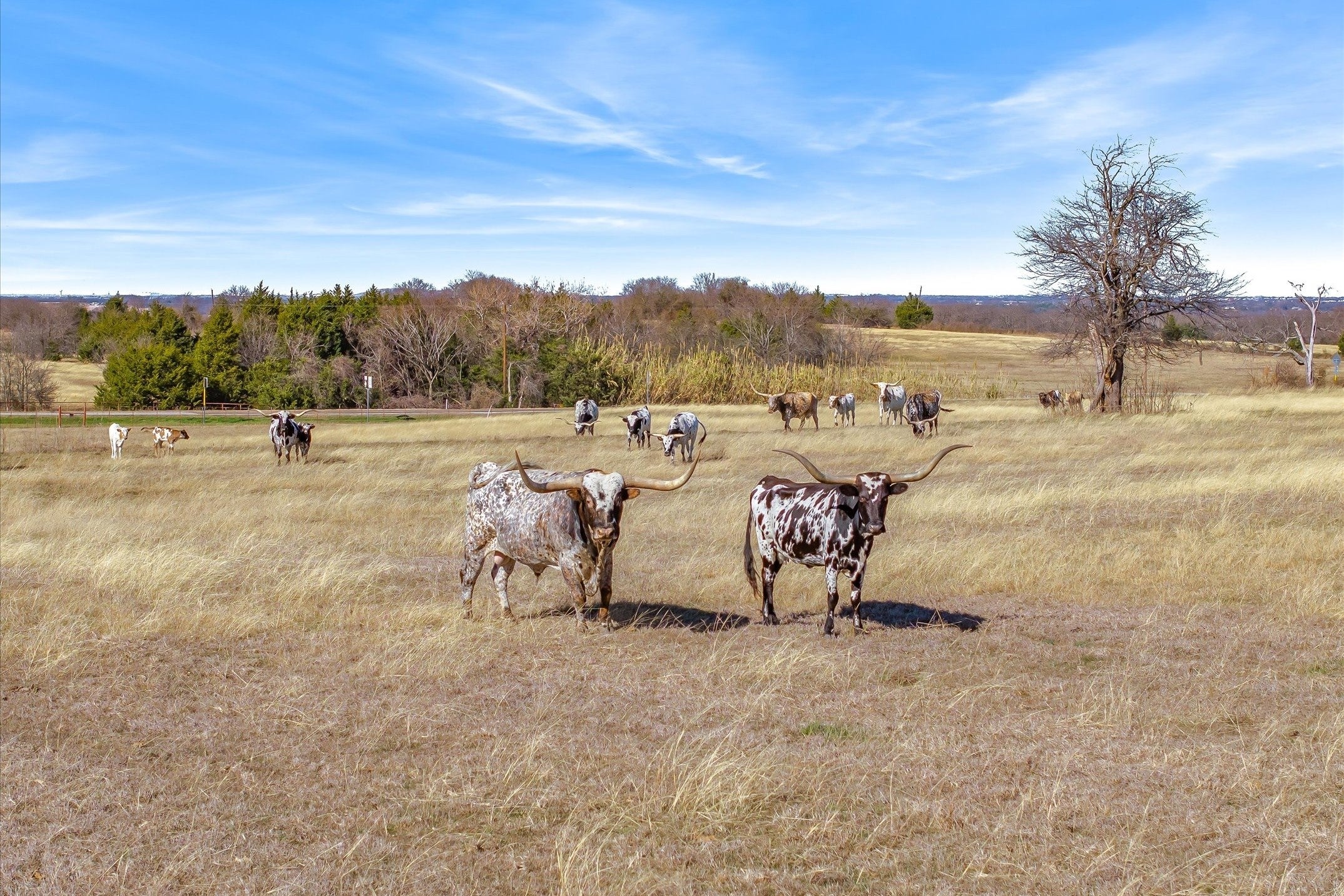 Palmer, Texas, 75152, United States, 6 Bedrooms Bedrooms, ,5 BathroomsBathrooms,Residential,Active,2010532