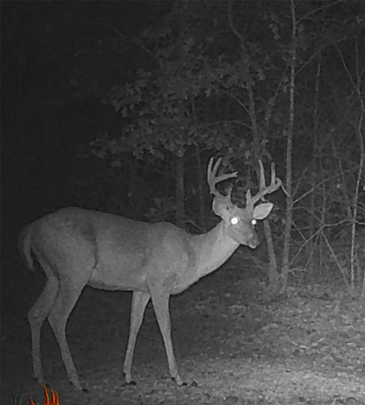 Plain Dealing, Louisiana, 71064, United States, 3 Bedrooms Bedrooms, ,3 BathroomsBathrooms,Residential,Active,1990614