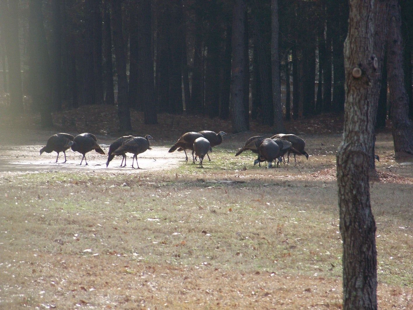 Plain Dealing, Louisiana, 71064, United States, 3 Bedrooms Bedrooms, ,3 BathroomsBathrooms,Residential,Active,1990614