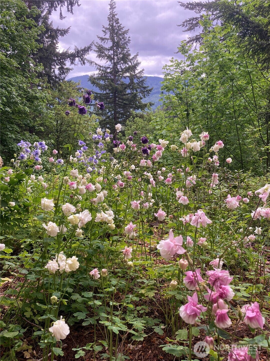 Issaquah, Washington, 98027, United States, 4 Bedrooms Bedrooms, ,3 BathroomsBathrooms,Residential,Active,1952447